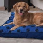 mypillow dog bed stores