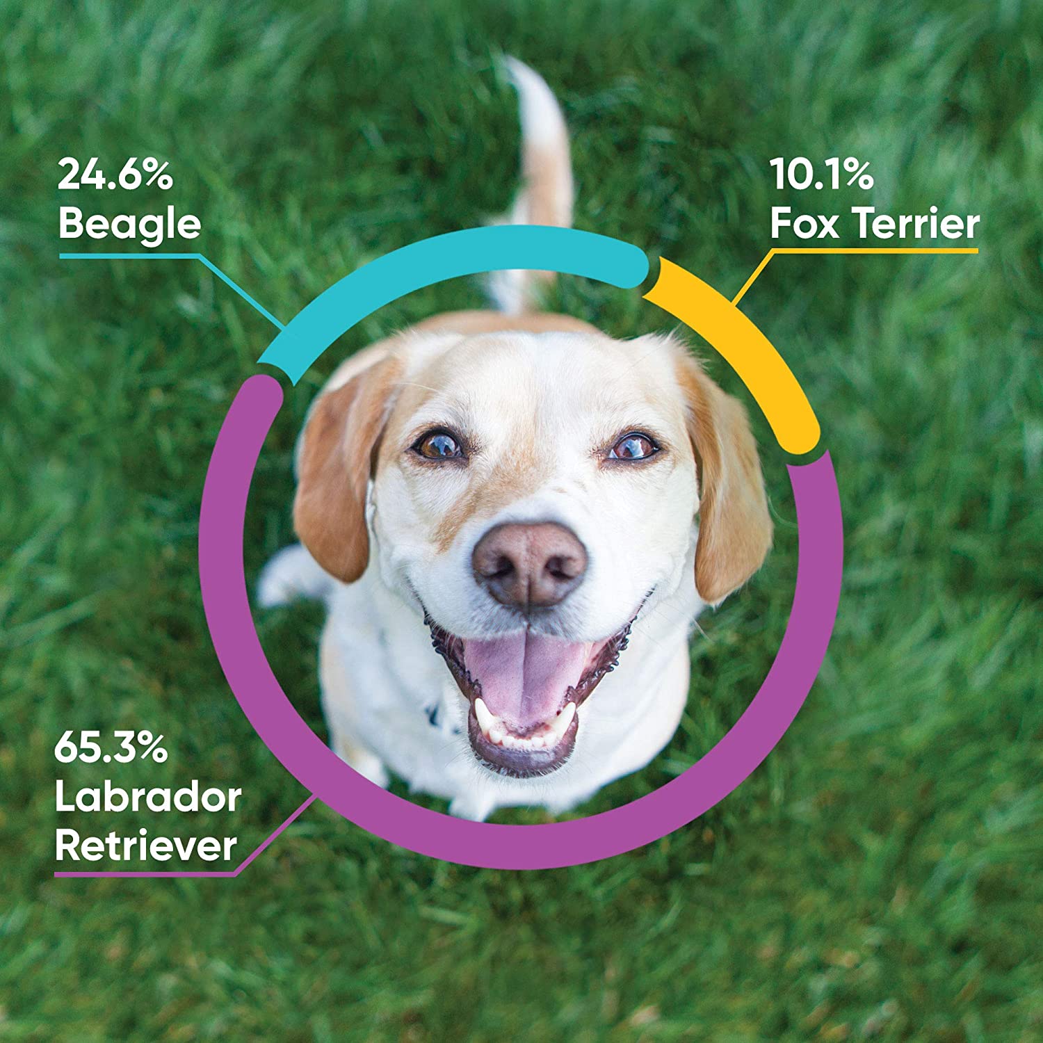 39-excited-dog-dna-test-veterinary-image-hd-au-bleumoonproductions