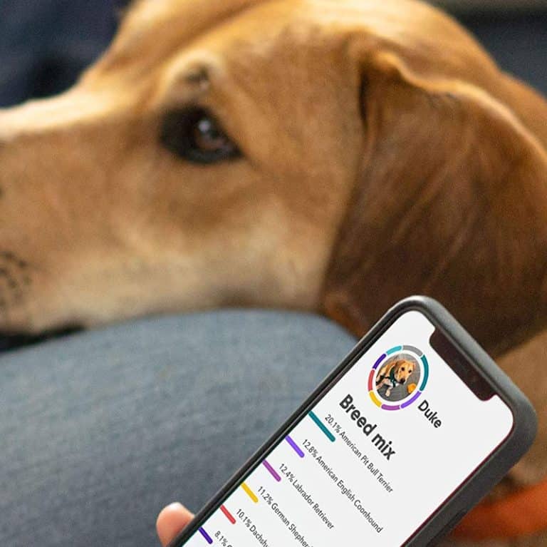 Embark Dog DNA Test Review - Must Read This Before Buying