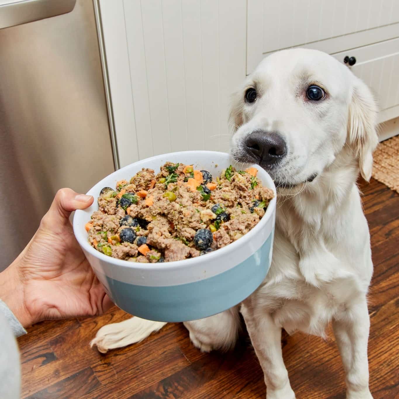 ollie-dog-food-review-must-read-this-before-buying