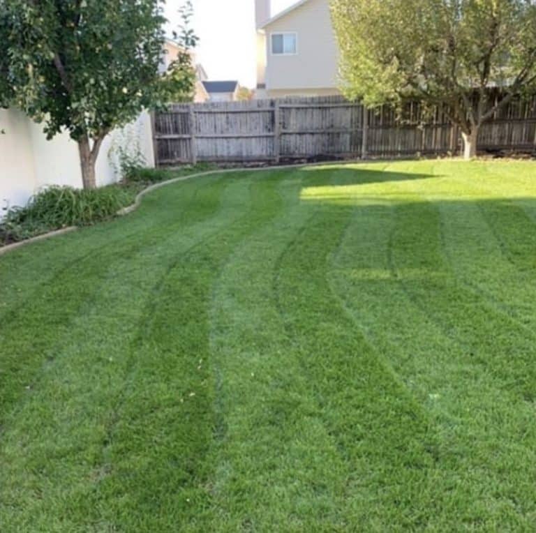 after-a-year-of-sunday-lawn-care-was-it-worth-it-youtube