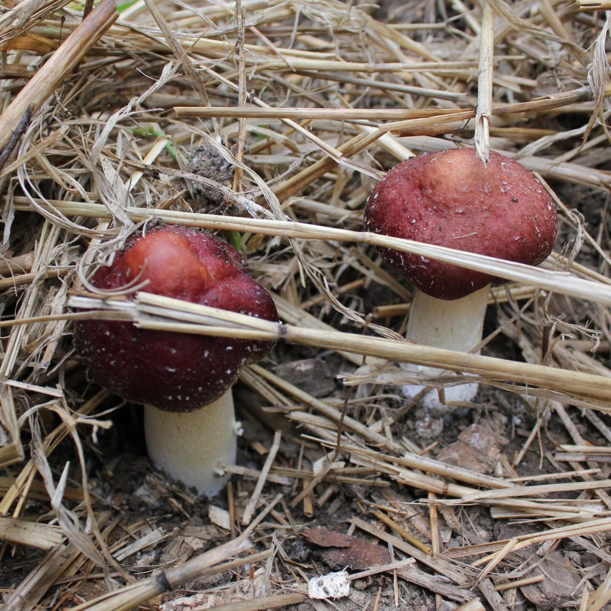 north spore mushrooms