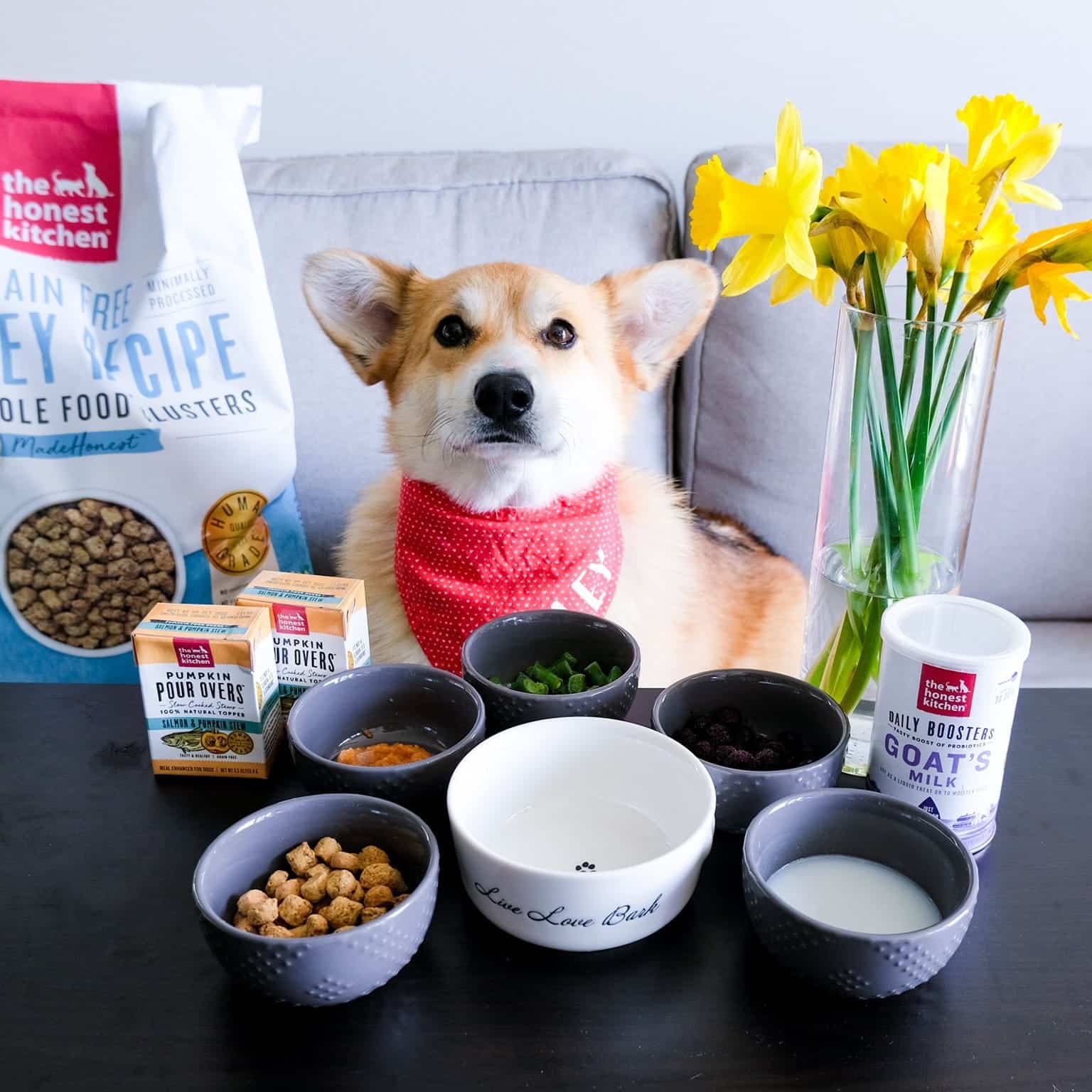 The Honest Kitchen Dog Food Review 2 1 