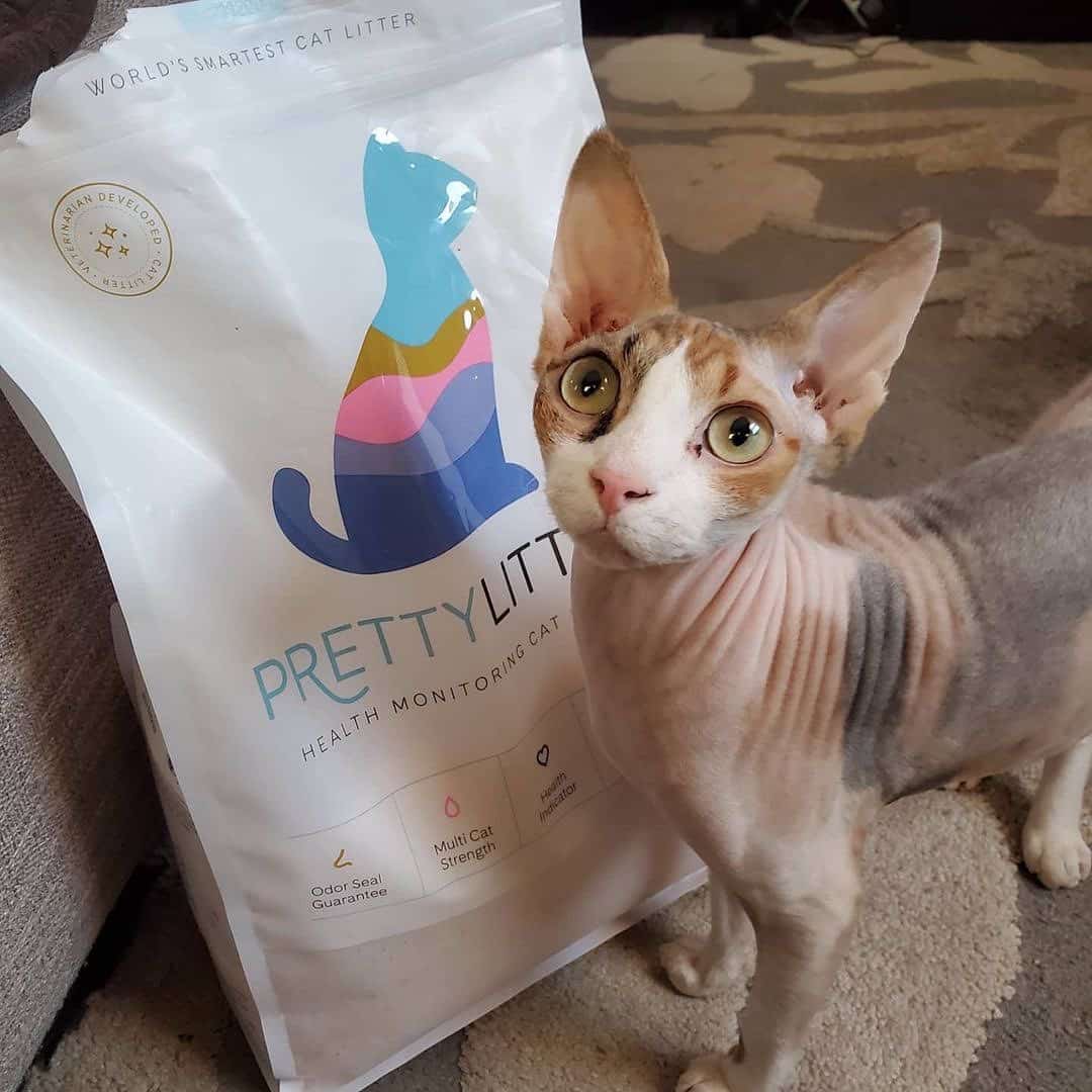 Pretty Litter Review - Must Read This Before Buying