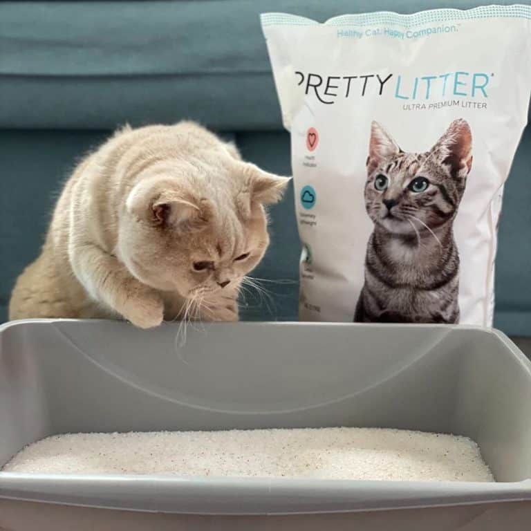 Pretty Litter Review Must Read This Before Buying