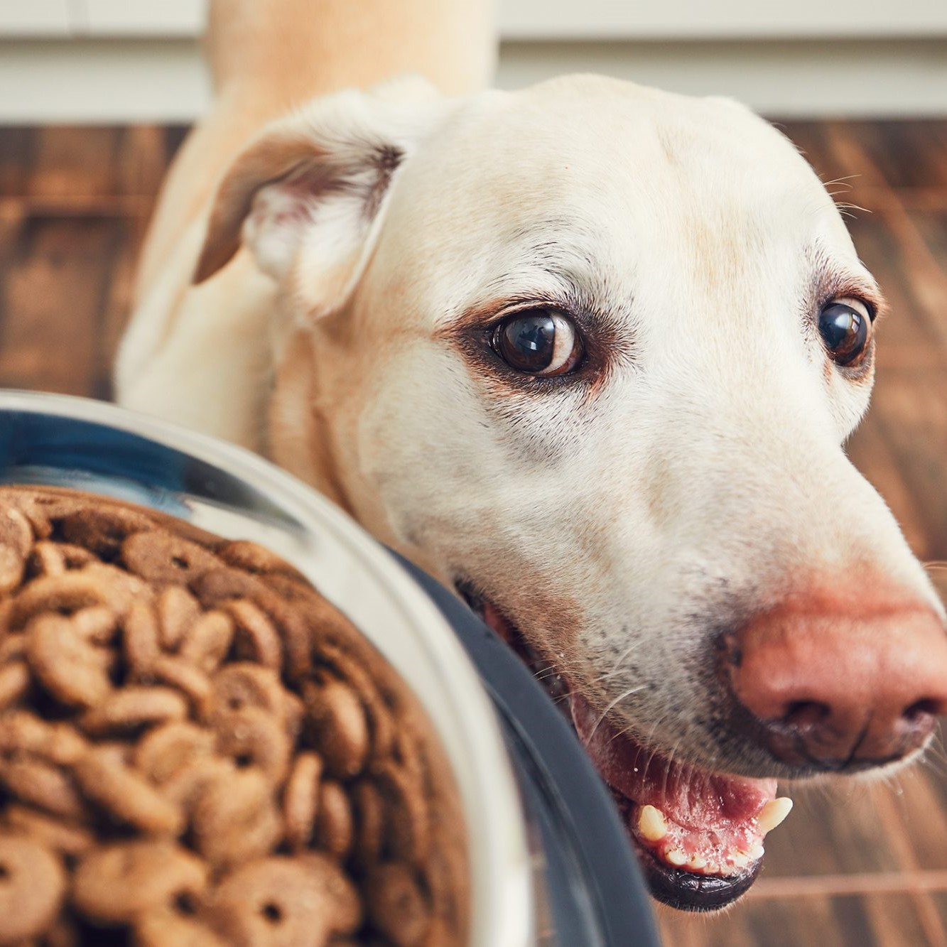 Just Right Pet Food Review Must Read This Before Buying