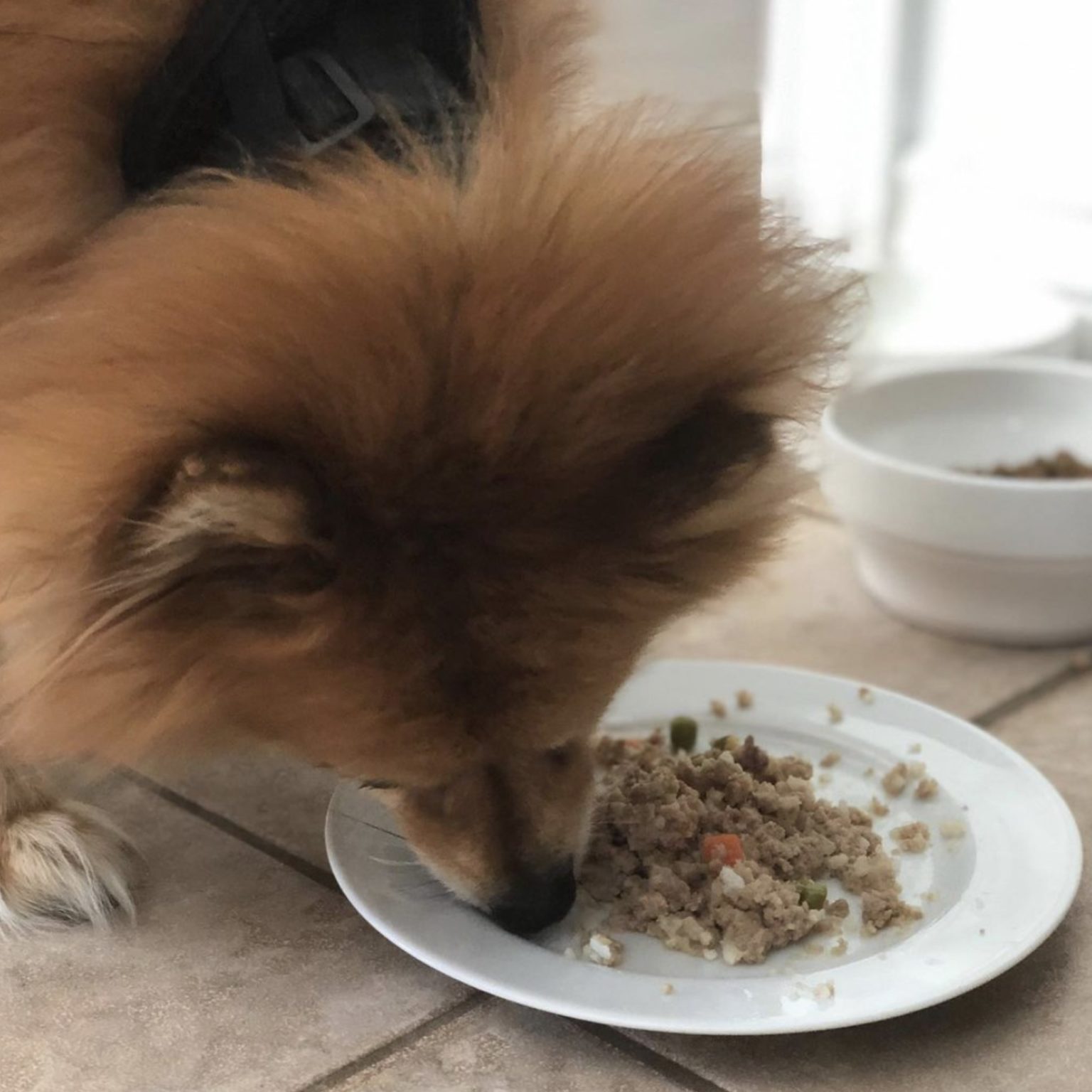 Kabo Fresh Dog Food Review - Must Read This Before Buying