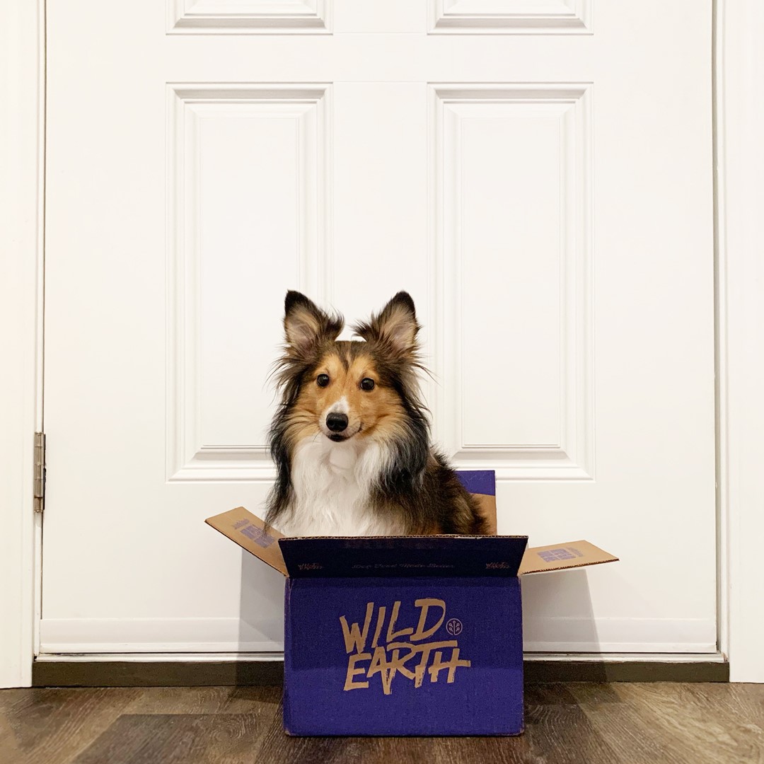 Wild Earth Dog Food Review - Must Read This Before Buying