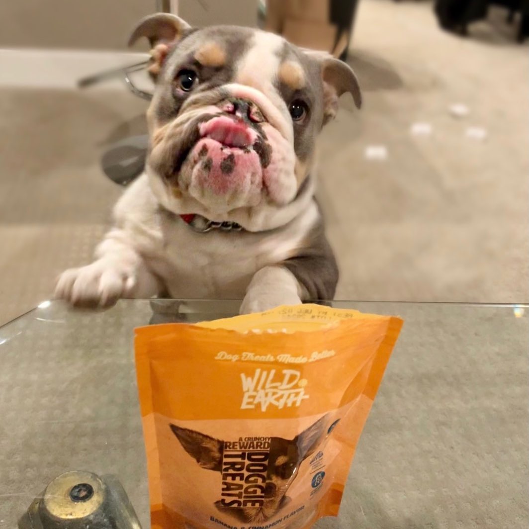 Wild Earth Dog Food Review - Must Read This Before Buying
