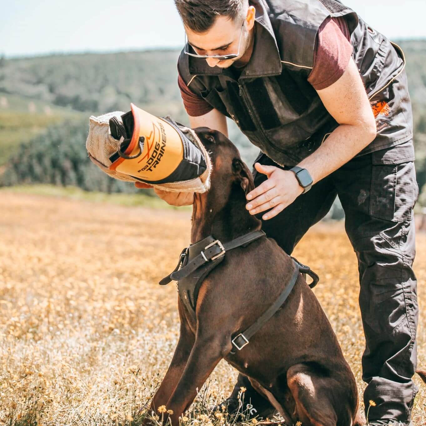 k9-dog-training-review-must-read-this-before-buying