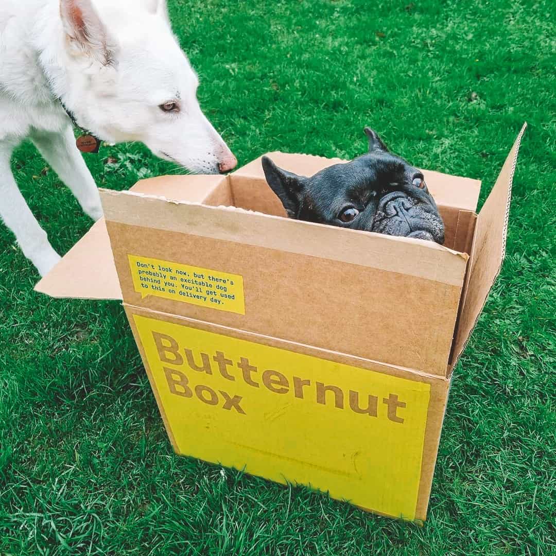 butternut-box-review-must-read-this-before-buying