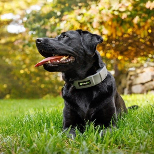 PetSafe’s GPS Collar vs Halo vs. SpotOn GPS Dog Fences