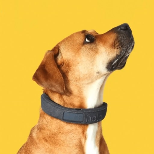 PetSafe’s GPS Collar vs Halo vs. SpotOn GPS Dog Fences