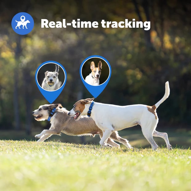 PetSafe’s GPS Collar vs Halo vs. SpotOn GPS Dog Fences