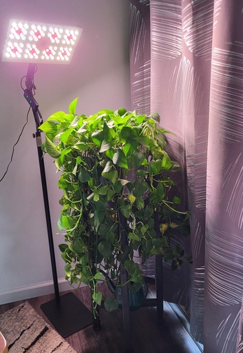 MetryGrow Plant Grow Light Review: So Stylish, You'll Actually Want to Display It in Your Living Room